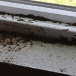How Pests Can Affect Your Home Insurance Premiums?