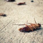 Protecting Your Home Against Dirty Pests: How to Eliminate Cockroaches from Your Home