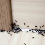 How Ant Control in Ferndale Can Save Your Sanity