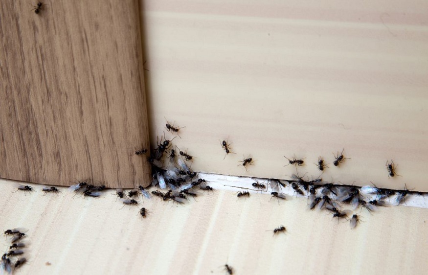 Ant Control in Ferndale